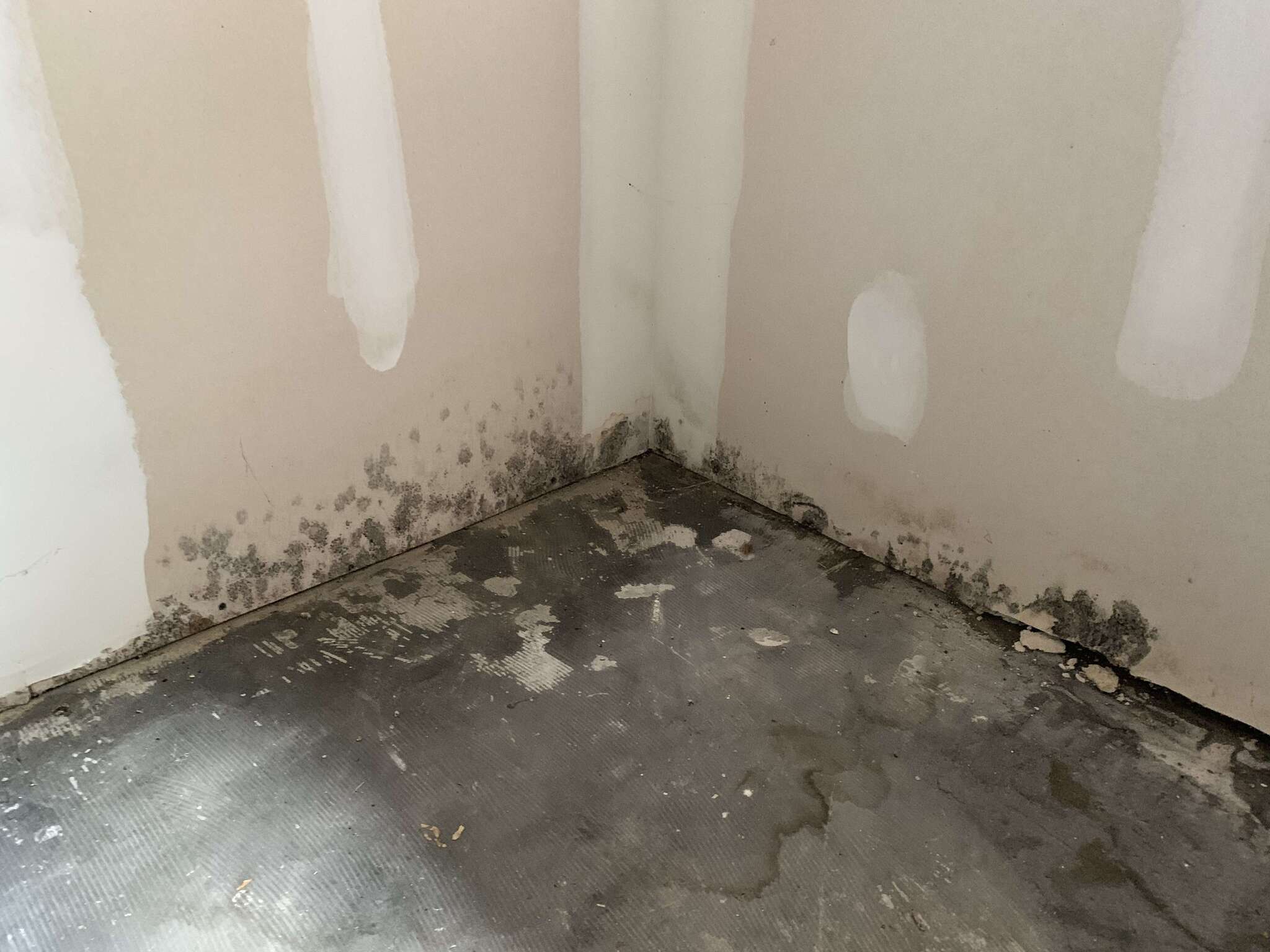 Mold growth on wall and floor corner in a Lexington home